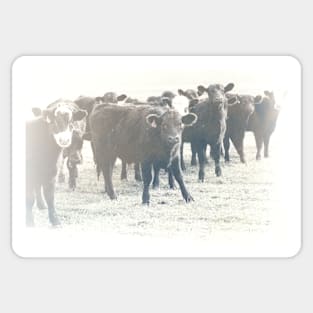 Cows In A Row textured photograph Sticker